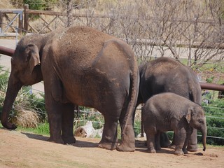 Side view of two adult elephants standing with a baby elephant facing the opposite direction