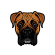 Boxer dog - isolated outlined vector illustration