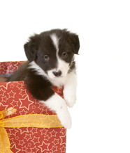 Puppy In A Gift
