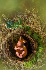 Wall Mural - Baby in fox outfit in nest