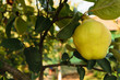 big yellow golden quince fruit unharvested with green leaves background in autumn time