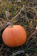 round orange pumpkin on the ground in autumn - organic agriculture