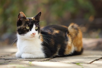 Wall Mural - Tricolor kitty lies on the stone floor outdoor, domestic animals relax, maneki neko cat