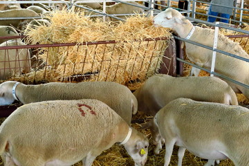 Wall Mural - Moutons dans un enclos avec de la paille.