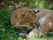 Close up of a sleeping bobcat in a grassy patch