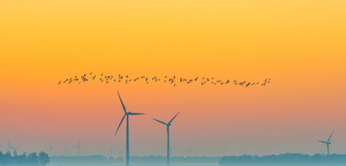 Birds flying over a field with wind turbines at sunrise in autumn