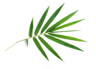  Bamboo leaves.