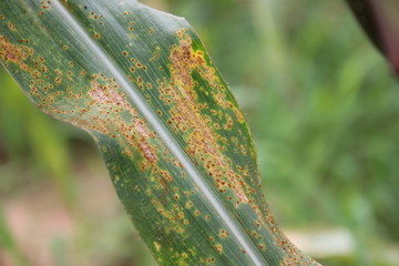 Poster - Maize Rust diseases that damage on leaves, biotic stress at the fields.