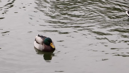 Wall Mural - duck in water