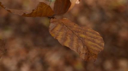 Poster - automne climat automnal saison bois foret