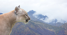 Canadian Cougar, Mountain Lion On A Background Of Forest And Mountains