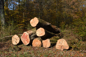 Sticker - bois foret environnement arbre saison climat automne