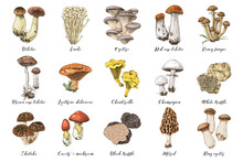 Hand Drawn Edible Mushrooms Collection