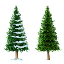 Realistic Vector Pine Tree Set Isolate