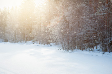Wall Mural - snowing at the lake shore, winter sunlight peeking through forest treetops