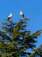 Sticker - Stork in flight. Boadilla del Monte, Madrid, Spain