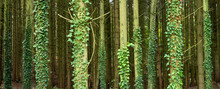 Spruce Tree Trubks Overgrown With Ivy