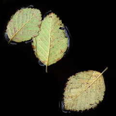 Leaves floating in water