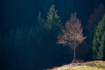 Wall Mural - Autumn foliage in the mountains.