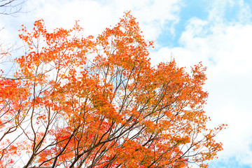 Wall Mural - Maple tree , maple leaves turn from orange to bright red against to clear blue sky background landscape in autumn season.Nice space design Autumn concept