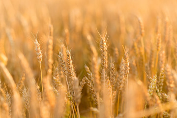 nature, summer, harvest and agriculture concept - cereal field with ripe wheat spikelets