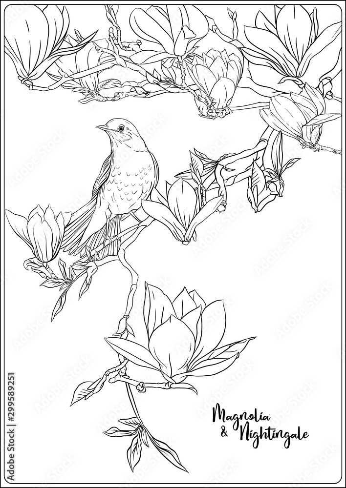 Magnolia tree branch with flowers and nightingale Coloring page for the ...