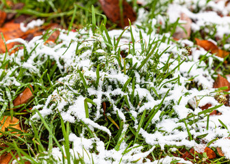 Canvas Print - green grass covered by the first snow on lawn