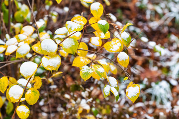 Canvas Print - first snow on yellow leaves of tree in city park