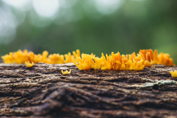 coral fungi