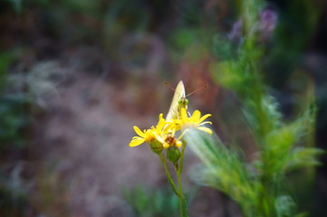 Poster - Butterfly in wild flowers. Insects in nature.