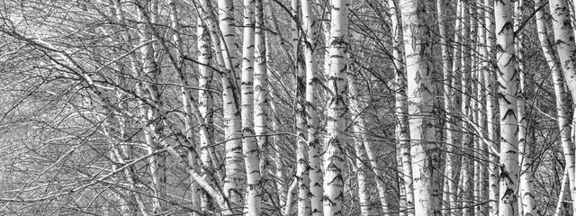 Birch grove on a spring day, landscape banner, huge panorama, black-and-white