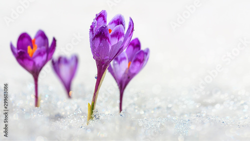 Dekoracja na wymiar  krokusy-kwitnace-fioletowe-kwiaty-wydostajace-sie-spod-sniegu-wczesna-wiosna-zblizenie