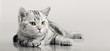 © tankist276 - one grey stripy beautiful little kitten