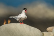 Arctic tern in the natural environment, close up, wildlife, Shetlands, Scotland, Sterna paradisaea
