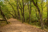 Fototapeta Sawanna - Trails in the woodlands in autumn