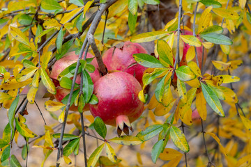 Pomegranates hanging on tree.