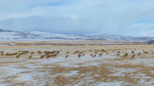 DRONE: A Herd Of Untamed Wild Deer Migrate Across The Snowy Plains In Montana.