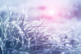 Fototapeta Dmuchawce - Blue tinted winter background, morning frost on the grass, sunlight with copy space