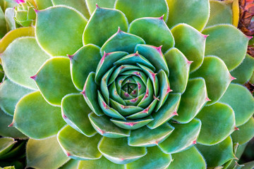 Common Houseleek plant, sempervivum tectorum