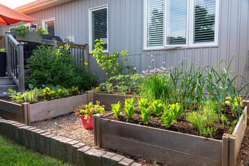 This small urban backyard edible garden contains raised planting beds for growing vegetables and herbs throughout the summer.  Brick edging is used to keep grass out, and mulch helps keep weeds down.