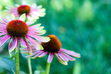 Coneflowers, Green Twister, Echinacea, Pink And Celery Green