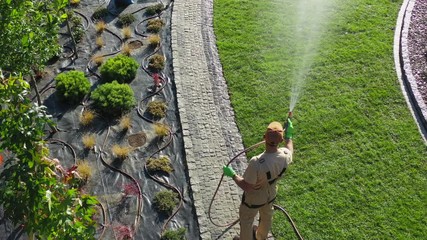 Wall Mural - Aerial Footage of Professional Gardener with Garden Hose Watering Newly Installed Natural Grass Turfs in a Garden.