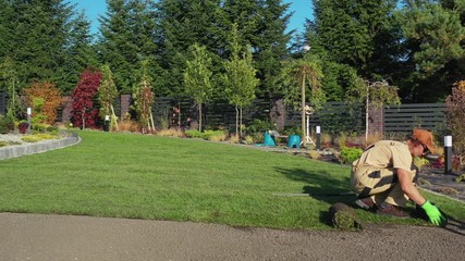 Wall Mural - Gardening and Landscaping. Natural Grass Installation by Professional Caucasian Gardener in His 30s.