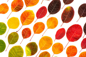 Fototapete - Creative background of colorful autumn leaves.