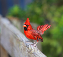 Florida Red Cardinal On A Fence.