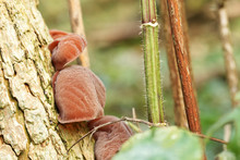 Close Up Of Jelly Ear Fungus Growing On A Tree