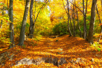 Wall Mural - Beautiful autumn forest and yellow trees