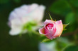 rozkwitająca różowa róża