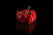Single red dried topepo rosso pepper on a black background with a reflection