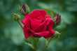 czerwona róza